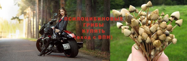 ешки Аркадак